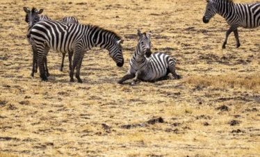 A herd of Zebras in a park - Banok Safaris Limited