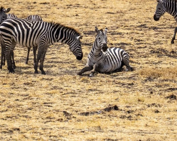 A herd of Zebras in a park - Banok Safaris Limited