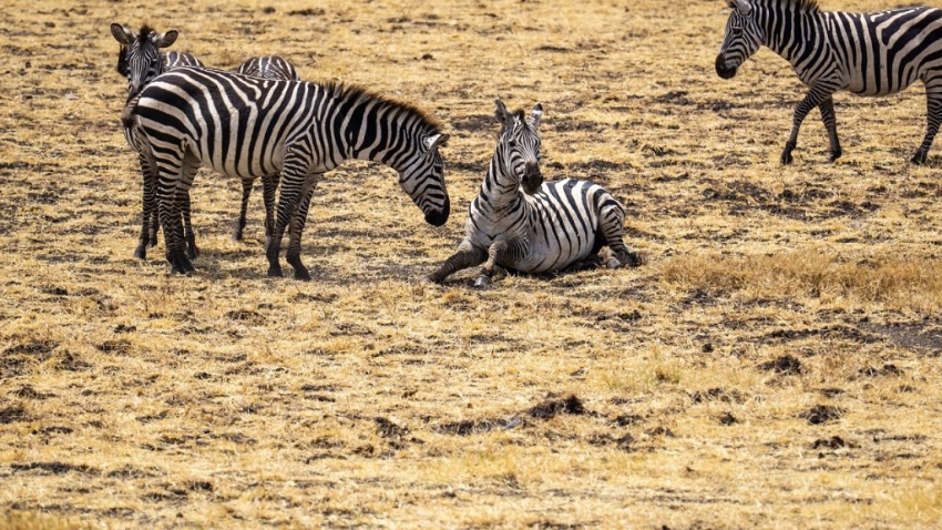 A herd of Zebras in a park - Banok Safaris Limited