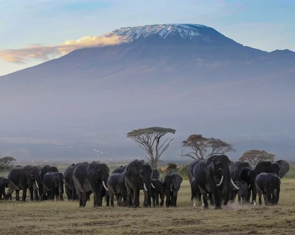 A herd of elephants below the foot of mount Kilimanjaro - - Banok Safaris Limited