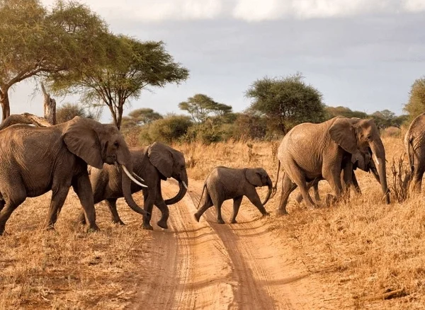 A herd of elephants crossing a dirt road - Banok Safaris ltd