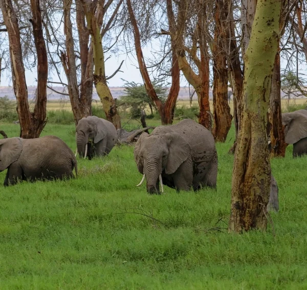 A herd of elephants feeding on grass across the savannah plain - Banok Safaris Limited