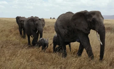 A herd of elephants with calves walking in their midst - Banok Safaris Limited