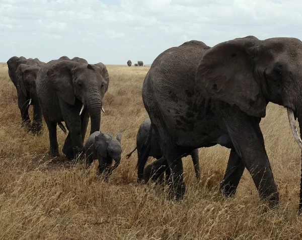 A herd of elephants with calves walking in their midst - Banok Safaris Limited