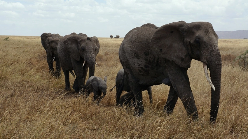 A herd of elephants with calves walking in their midst - Banok Safaris Limited
