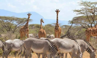 A herd of girrafes and Zebras atSamburu-National-Park- Banok Safaris Limited