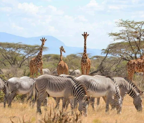A herd of girrafes and Zebras atSamburu-National-Park- Banok Safaris Limited