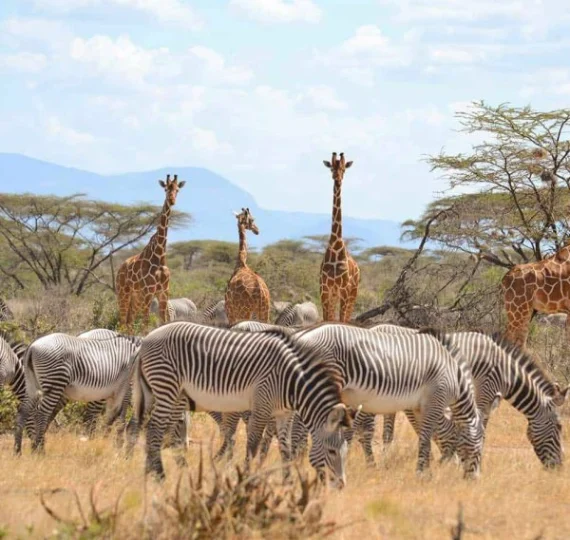 A herd of girrafes and Zebras atSamburu-National-Park- Banok Safaris Limited