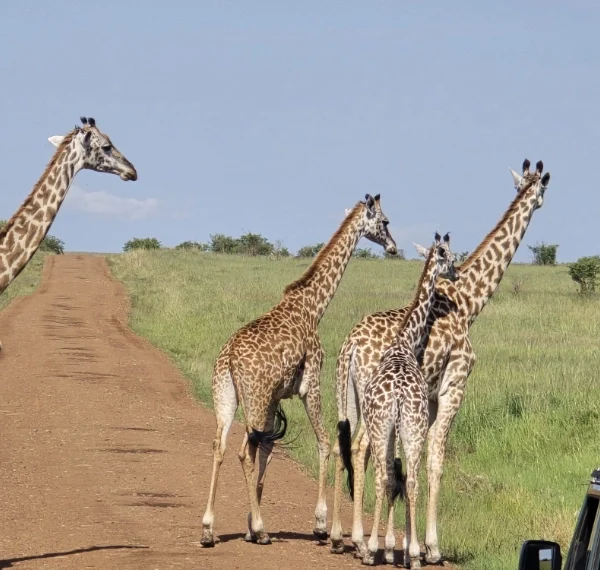 A herd of girrafes crossing the road in a park - Banok Safaris Limited