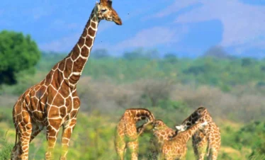 A herd of girrafes in Meru National Park - Banok Safaris Limited