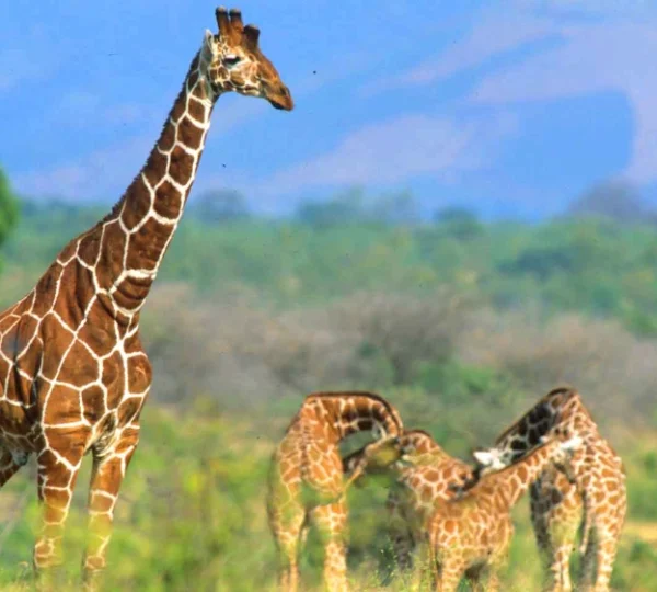 A herd of girrafes in Meru National Park - Banok Safaris Limited