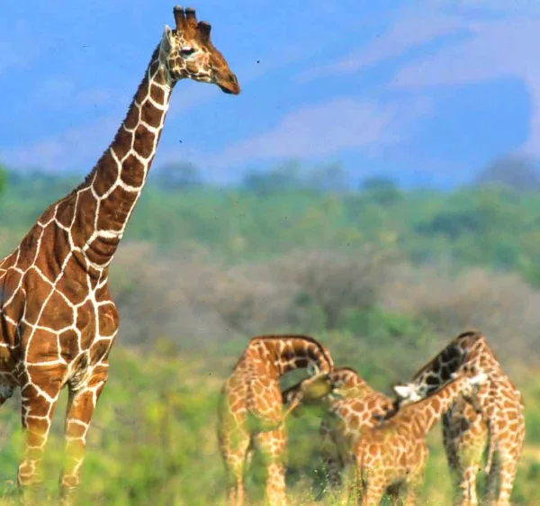A herd of girrafes in Meru National Park - Banok Safaris Limited