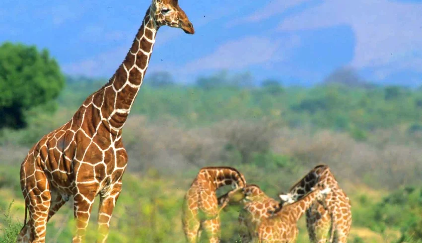 A herd of girrafes in Meru National Park - Banok Safaris Limited