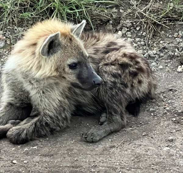 A hyena resting on dirt - Banok Safaris Limited