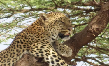 A leopard resting on top of a tree branch- Banok Safaris Limited