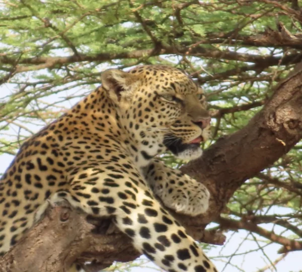 A leopard resting on top of a tree branch- Banok Safaris Limited