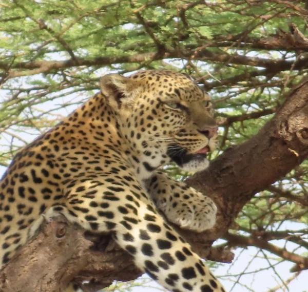 A leopard resting on top of a tree branch- Banok Safaris Limited