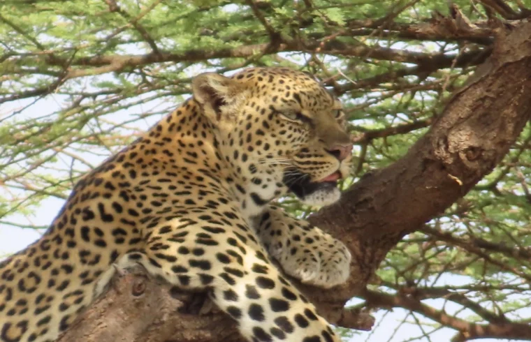 A leopard resting on top of a tree branch- Banok Safaris Limited
