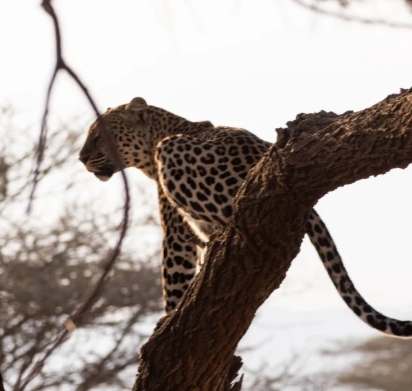 A leopard scanning for prey on top of a tree - Banok Safaris Limited