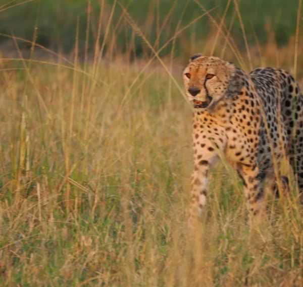 A leopard walking in savannah grass - Banok Safaris Limited