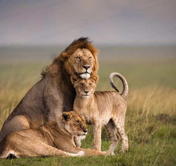 A lion and two lionesses in Masai Mara national reserve - Banok Safaris Limited