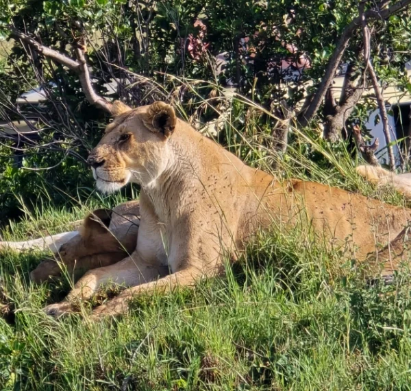 A lion resting - Banok Safaris Limited