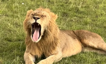 A lion yawning while resting on grass- Banok Safaris Limited