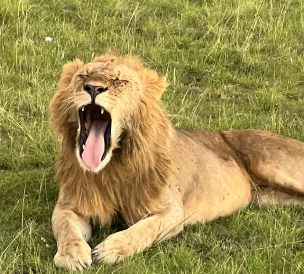 A lion yawning while resting on grass- Banok Safaris Limited