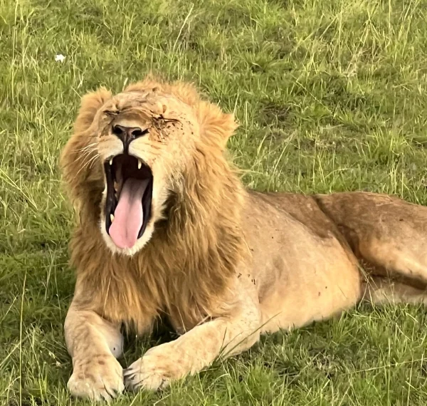 A lion yawning while resting on grass- Banok Safaris Limited