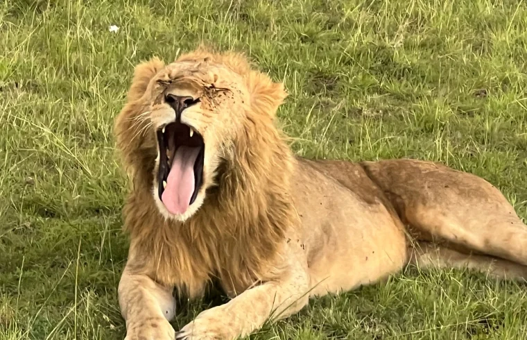 A lion yawning while resting on grass- Banok Safaris Limited