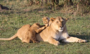 A lioness and her cubs lying on grass - Banok Safaris Limited