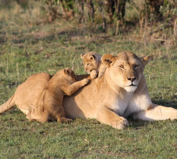 A lioness and her cubs lying on grass - Banok Safaris Limited