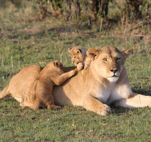 A lioness and her cubs lying on grass - Banok Safaris Limited