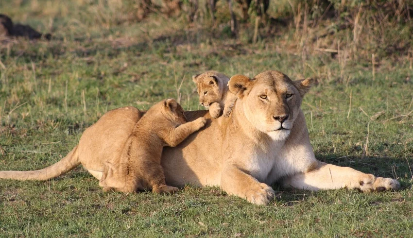 A lioness and her cubs lying on grass - Banok Safaris Limited