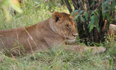 A lioness resting in shadow of a thicket - Banok Safaris Limited