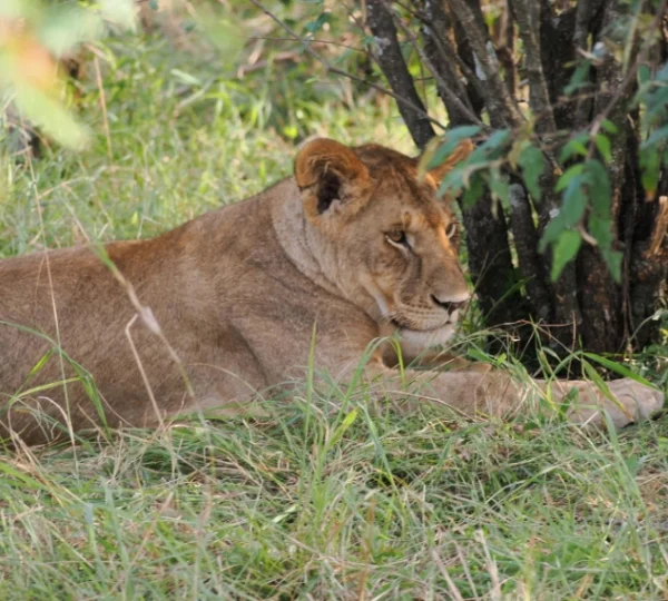A lioness resting in shadow of a thicket - Banok Safaris Limited