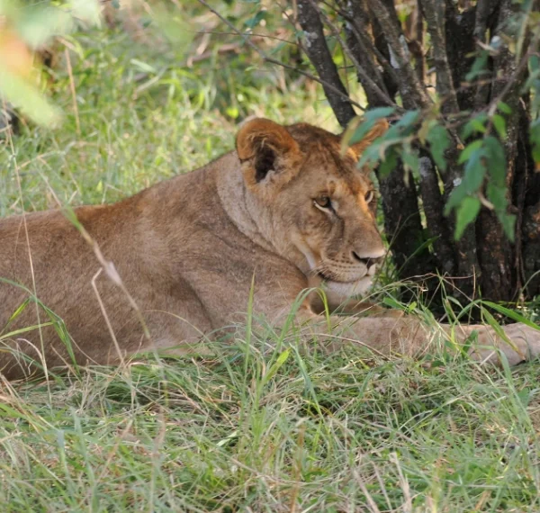 A lioness resting in shadow of a thicket - Banok Safaris Limited