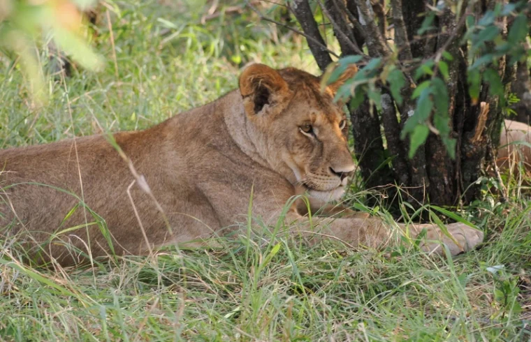 A lioness resting in shadow of a thicket - Banok Safaris Limited