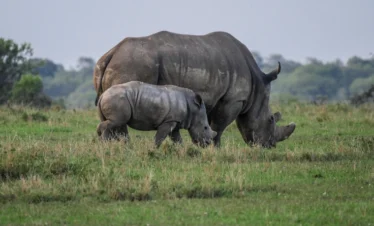 A rhino and hia calf feeding on grass - Banok Safaris Limited
