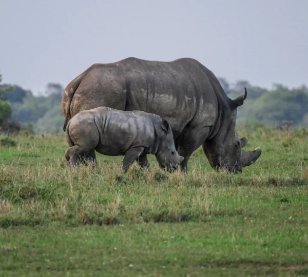 A rhino and hia calf feeding on grass - Banok Safaris Limited