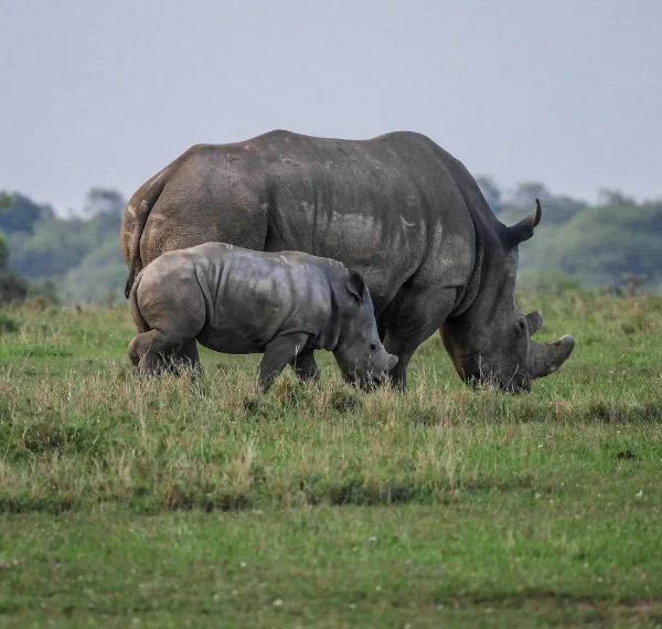 A rhino and hia calf feeding on grass - Banok Safaris Limited