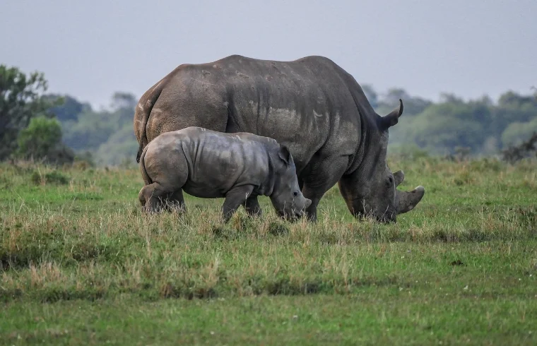 A rhino and hia calf feeding on grass - Banok Safaris Limited