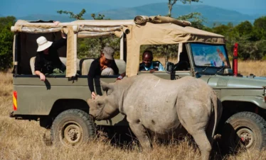 A rhino infront of a tour van in Ol Pejeta conservancy