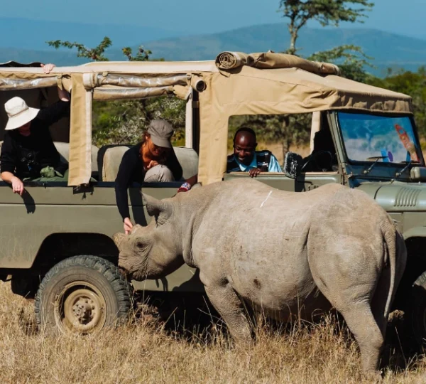 A rhino infront of a tour van in Ol Pejeta conservancy