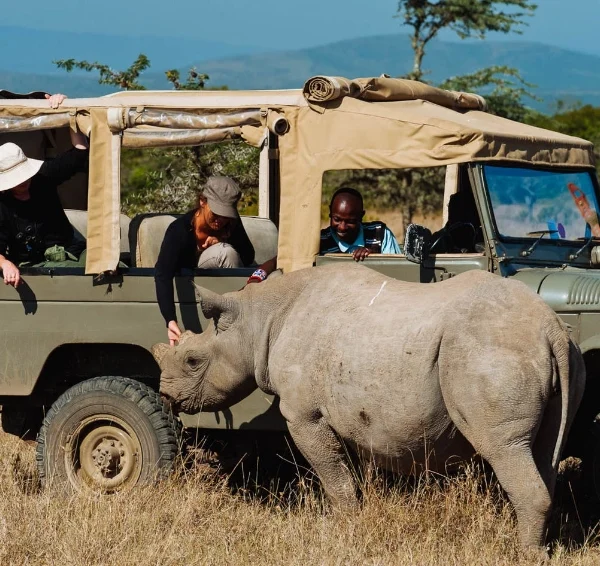 A rhino infront of a tour van in Ol Pejeta conservancy