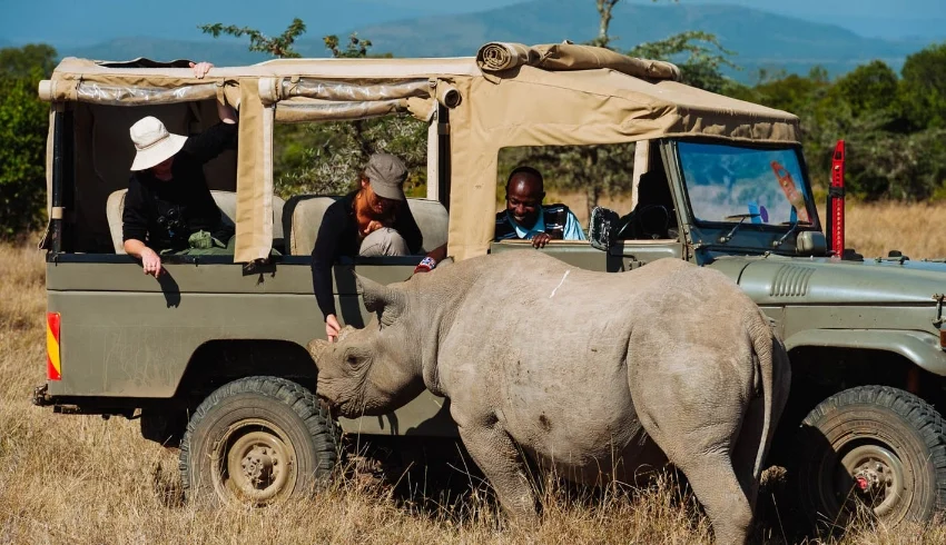 A rhino infront of a tour van in Ol Pejeta conservancy