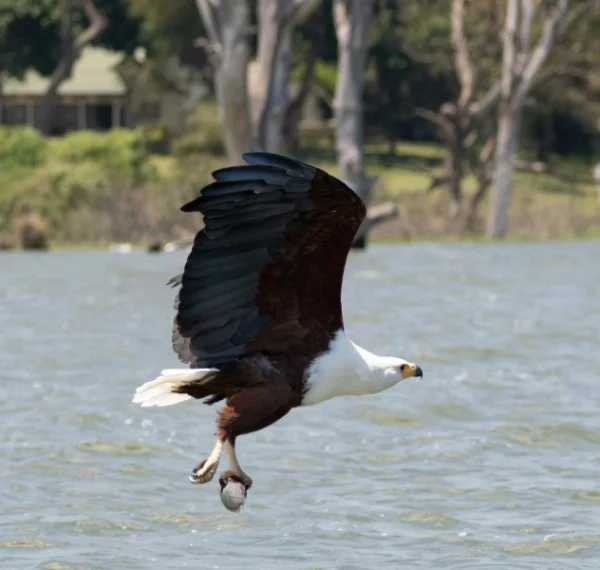 An eagle flying low close to the lake - Banok Safaris Limited