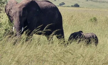 An elephant and her calf - Banok Safaris Limited
