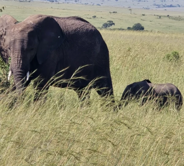 An elephant and her calf - Banok Safaris Limited