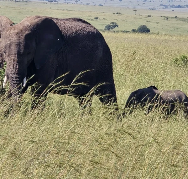 An elephant and her calf - Banok Safaris Limited
